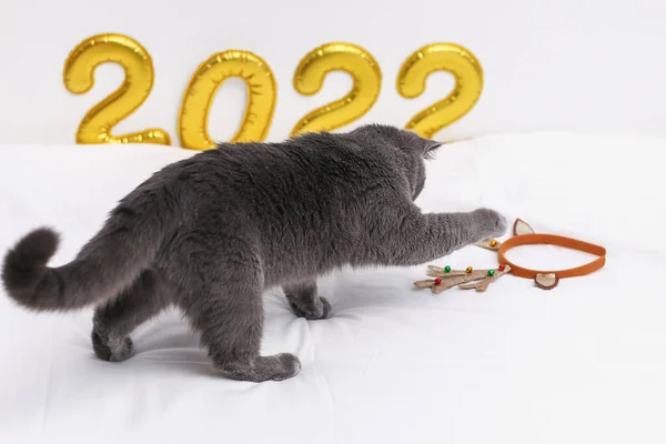 Gato Chartreuse em uma folha de ouro de fundo números inflados 2022 joga com chifres. Medo, fobia — Fotografia de Stock