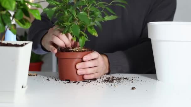 男は古い鍋から植物を取り出し、それを新しいものに植えます。家庭用植物の移植. — ストック動画