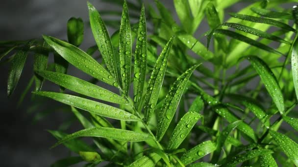 Chamedorea palmboom in de regen met regendruppels op bladeren. Licht, zon, schaduw veranderen.. — Stockvideo