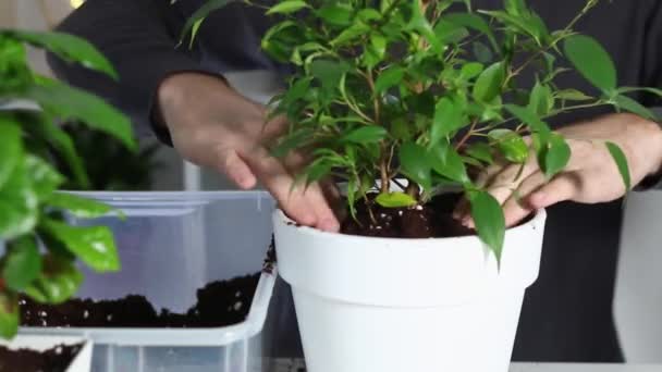 Un hombre compacta el suelo después de trasplantar una planta de una olla vieja a una nueva. Jardinería doméstica. — Vídeos de Stock