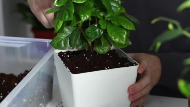 Een man stopt grond in een nieuwe pot na het herplanten van een plant uit een oude pot. Tuinieren. — Stockvideo