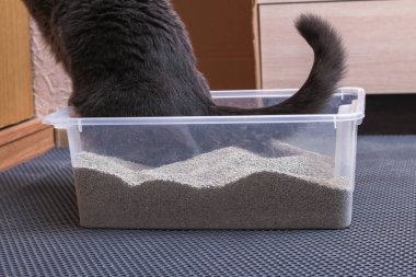 Küçük gri kedi yavrusu tepside oturuyor. Toparlanan Kedi Kumu ile Tuvalet.
