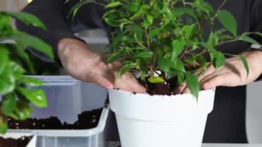 Bir adam, bir bitkiyi eski bir çömlekten yenisine naklettikten sonra zemini sıkıştırır. Evde bahçe işleri..