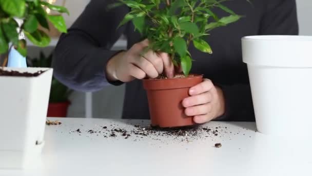 Ένας άντρας βγάζει ένα φυτό από μια παλιά γλάστρα και το φυτεύει σε μια καινούργια. Μεταμόσχευση φυτών. — Αρχείο Βίντεο