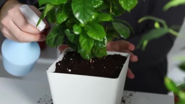 A man sprays a plant after replanting from an old pot to new one. Home gardening. — Stock Video