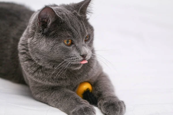 Chartreuse gato brinca com o homem, uma bola e um pau. Jogos de gato simples. — Fotografia de Stock