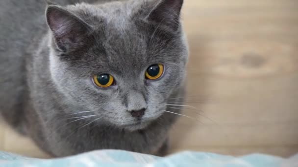 회색 고양이, 매력 고양이 또는 동공 이 확장 된 영국 고양이가 카메라를 들여다보고 있다. 거대 한 눈. 게임 — 비디오