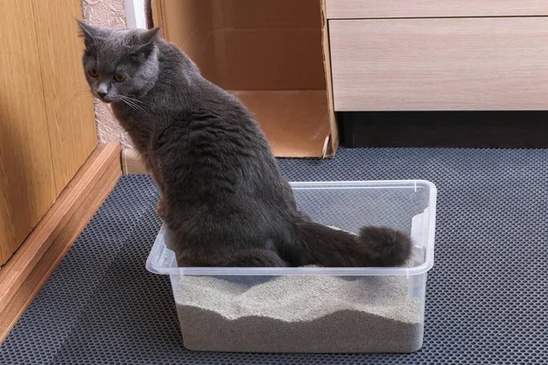 Petit chaton gris assis dans un plateau. Toilettes avec litière de chat agglomérante. — Photo