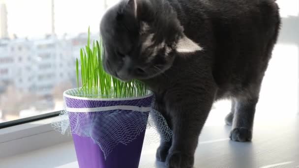 Chat gris, chartreuse ou britannique mange de l'herbe sur le rebord de la fenêtre. Jeux avec chat. — Video