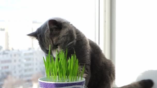 Chat gris, chartreuse ou britannique mange de l'herbe sur le rebord de la fenêtre. Jeux avec chat. — Video