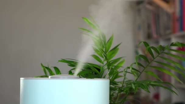 Humidifier antara tanaman indoor. Humidifier menyebarkan uap ke dalam kamar. Udara sehat di rumah. Tropis — Stok Video