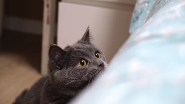 Szary kot, chartreuse lub brytyjskie sztuki, poluje na patyk. Ogromne oczy. Gry z kotem. — Wideo stockowe