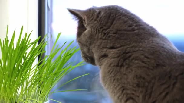 Chat gris, chartreuse ou britannique mange de l'herbe sur le rebord de la fenêtre. Jeux avec chat. — Video