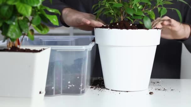 Un hombre compacta el suelo después de trasplantar una planta de una olla vieja a una nueva. Jardinería doméstica. — Vídeos de Stock