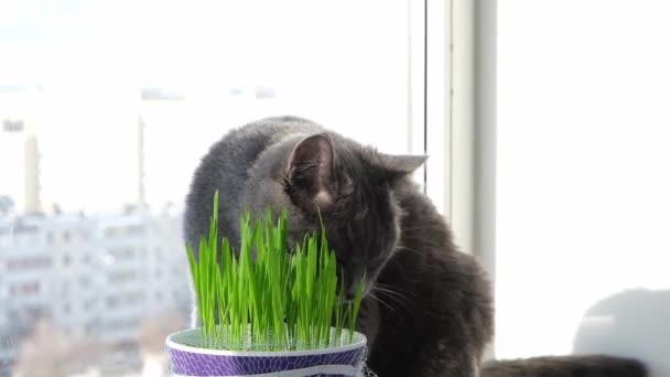 Szary kot, chartreuse lub Brytyjczyk zjada trawę na parapecie. Gry z kotem. — Wideo stockowe