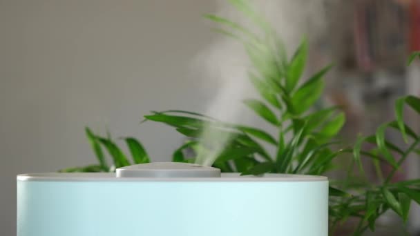 Humidificador entre plantas de interior. Humidificador esparciendo vapor en la habitación. Aire saludable en casa. Tropical — Vídeos de Stock