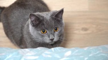 Gri bir kedi, şartröz ya da İngiliz oyunları, sopa avlar. Kocaman gözler. Kediyle oyunlar.