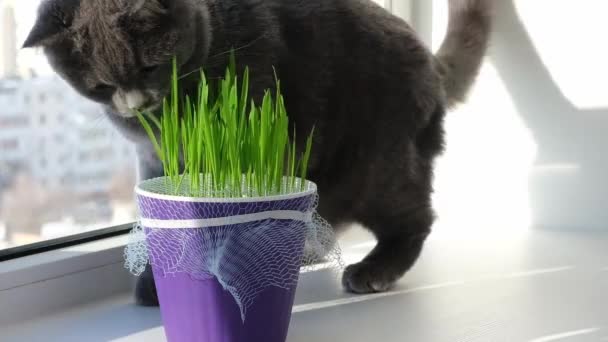 灰色の猫、シャルトリューズまたは英国人は窓辺で草を食べる。猫とのゲーム. — ストック動画