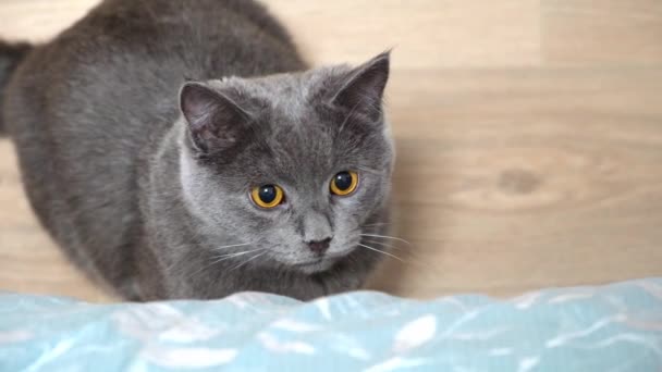 Un chat gris, chartreuse ou jeux britanniques, chasse le bâton. Des yeux énormes. Jeux avec un chat. — Video