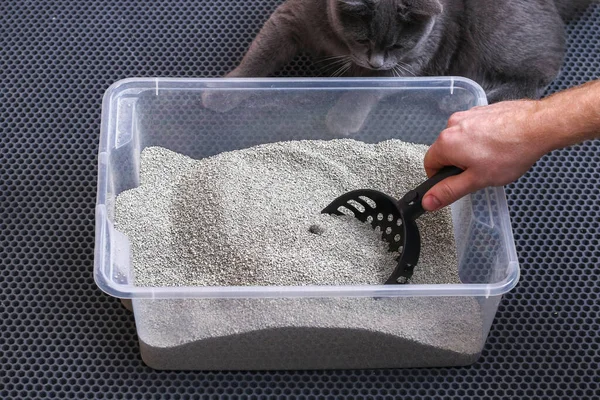 The man cleans the litter box. Hand holds a scoop with lump. Clumping filler. Stock Photo