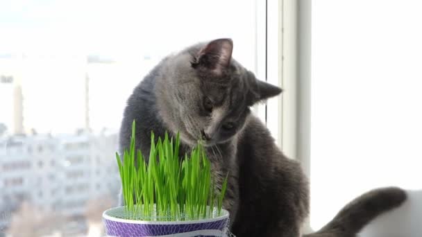 Szary kot, chartreuse lub Brytyjczyk zjada trawę na parapecie. Gry z kotem. — Wideo stockowe