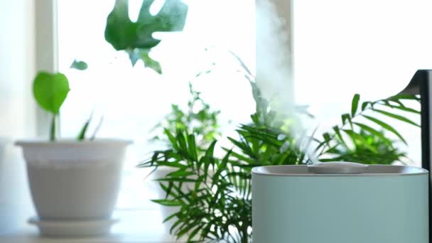 Luftbefeuchter unter Zimmerpflanzen. Luftbefeuchter, der Dampf in den Raum verteilt. Gesunde Luft zu Hause. Tropisch — Stockvideo