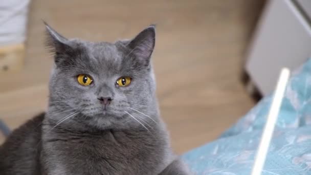 灰色の猫、シャルトリューズまたは英国の演劇、棒のための狩り。目が大きい。猫とのゲーム. — ストック動画