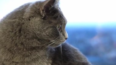 Gri bir kedi, şartröz ya da İngiliz kedisi ot yedikten sonra dudaklarını yalıyor. Kediyle oyunlar.