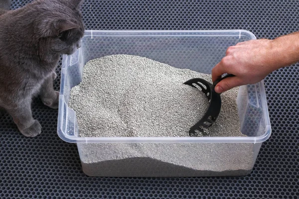 El hombre limpia la caja de arena. La mano sostiene una cucharada con bulto. Relleno de aglutinación. Imagen De Stock