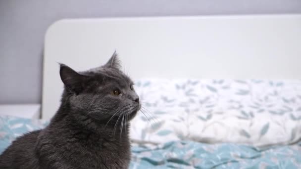 Un gato gris, chartreuse o gato británico se lame los labios después de comer hierba. Juegos con gato. — Vídeo de stock