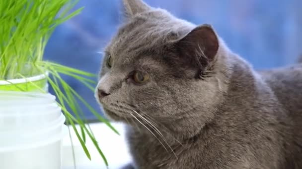 Gatto grigio, chartreuse o inglese mangia erba sul davanzale della finestra. Giochi con gatto. — Video Stock