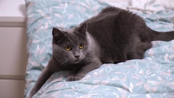 Un gatto grigio, chartreuse o drammi inglesi, caccia per bastone. Occhi enormi. Giochi con un gatto. — Video Stock