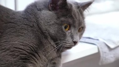 Gri bir kedi, şartröz ya da İngiliz oyunları, sopa avlar. Kocaman gözler. Kediyle oyunlar.