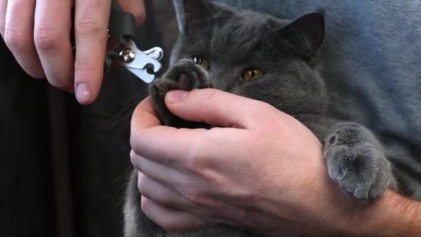 Un hombre corta las garras de un joven gato gris con un cortador de garras. Chartreuse resiste. — Vídeos de Stock