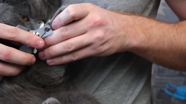 Un hombre corta las garras de un joven gato gris con un cortador de garras. Chartreuse resiste. — Vídeos de Stock