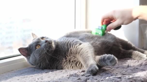 Mężczyzna grzebie futro kota specjalną rękawicą i grzebieniem. — Wideo stockowe