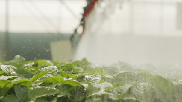 Rallentamento dell'irrigazione automatica di giovani piante in un grande vivaio industriale — Video Stock