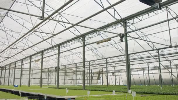 Gran vivero industrial con plantas vegetales orgánicas creciendo dentro de un invernadero — Vídeos de Stock