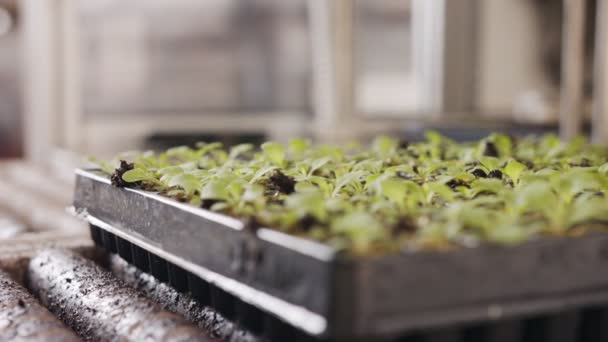 Automatisches Einpflanzen von Jungpflanzen mit einem Roboter in einer industriellen Gärtnerei — Stockvideo