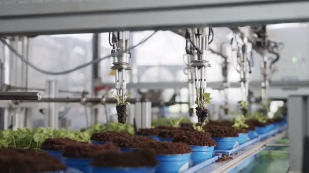 用机器人在工业苗圃中自动种植幼苗 — 图库视频影像