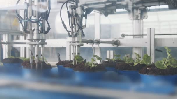Plantação automática de mudas jovens usando um robô em um berçário industrial — Vídeo de Stock