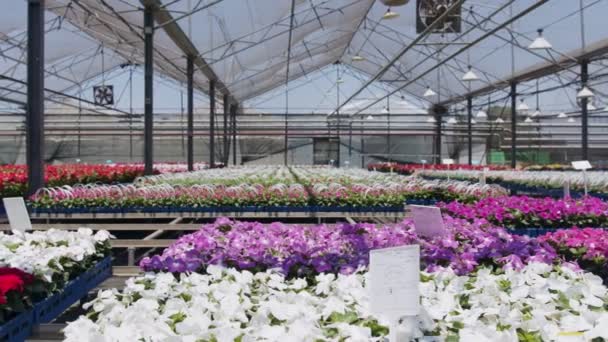 Nagy óvoda üvegház tele több ezer színes virágok és növények — Stock videók