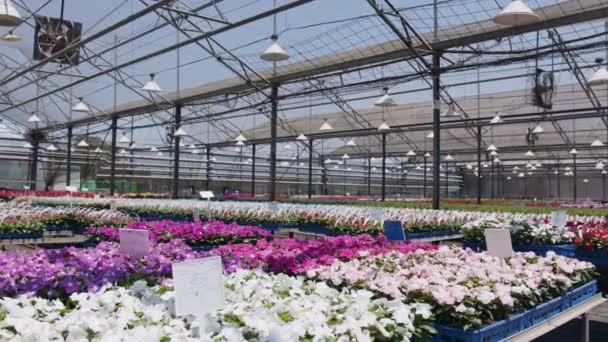 Large nursery greenhouse filled with thousands of colorful flowers and plants — Stock Video