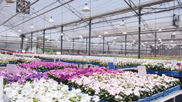 Gran invernadero de vivero lleno de miles de flores y plantas de colores — Vídeos de Stock