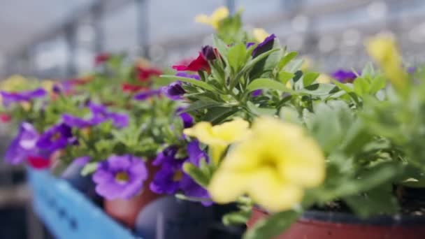 Primer plano seguimiento de tiro de flores en muchos colores en un invernadero industrial — Vídeo de stock