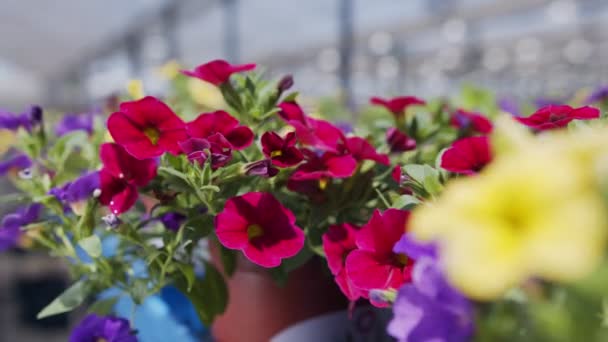 Primer plano seguimiento de tiro de flores en muchos colores en un invernadero industrial — Vídeos de Stock