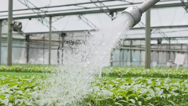 एक नली का उपयोग करके युवा पौधों को पानी देने वाले ग्रीनहाउस के अंदर एक कार्यकर्ता की धीमी गति — स्टॉक वीडियो