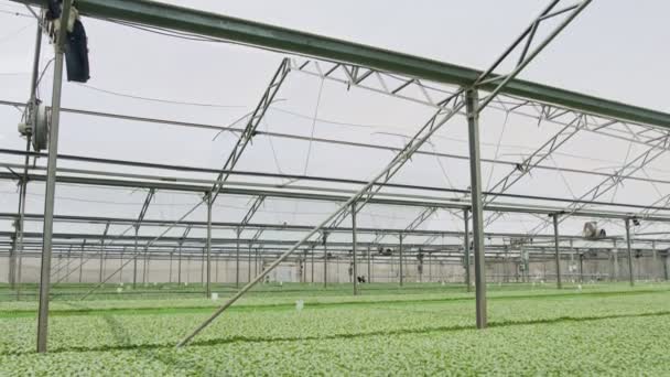 Velké průmyslové školky s organickými rostlinami zeleniny rostoucí uvnitř skleníku — Stock video