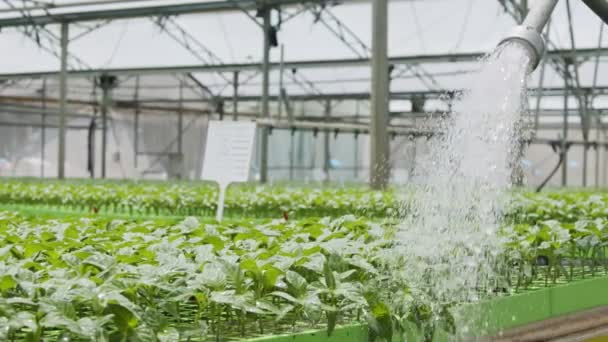 Zpomalený pohyb pracovníka uvnitř mladých rostlin zalévajících skleník pomocí hadice — Stock video