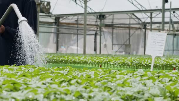 Rallentamento di un lavoratore all'interno di una serra innaffiando giovani piante con un tubo flessibile — Video Stock
